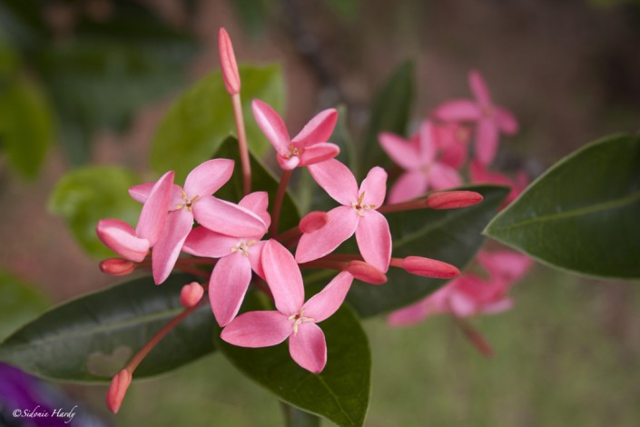 seychelles Fuchsia