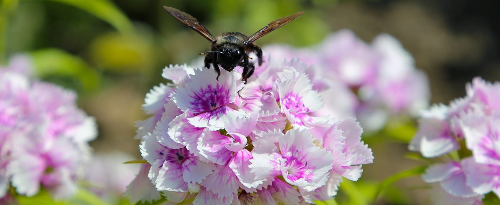 abeille charpentier décollage