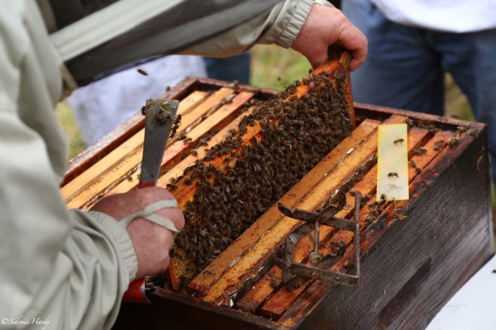 cadres apiculture