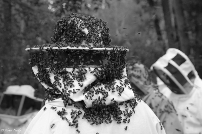 chapeau-d'abeilles apiculture