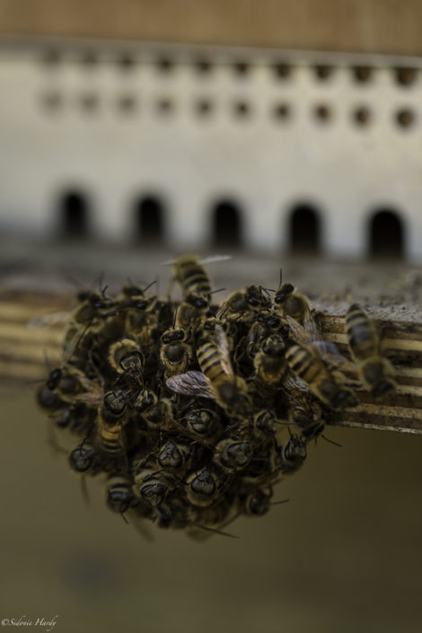 abeille ruche miel apiculture